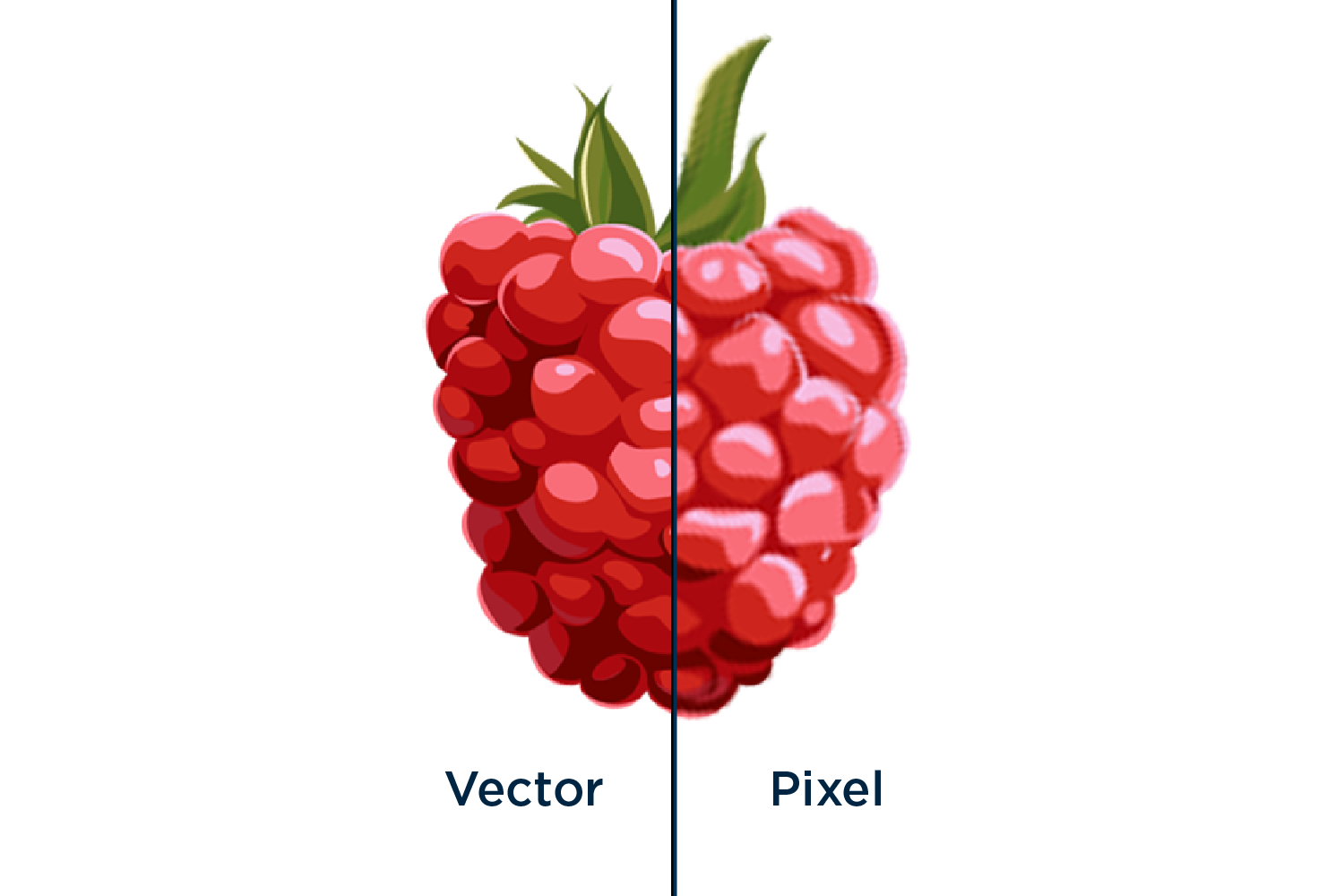Split image of vector and pixel-based illustration of raspberry